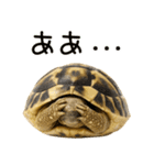 かわいくて使いやすい！ヘルマンリクガメ（個別スタンプ：6）