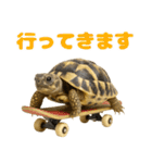 かわいくて使いやすい！ヘルマンリクガメ（個別スタンプ：11）