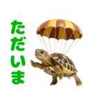 かわいくて使いやすい！ヘルマンリクガメ（個別スタンプ：12）