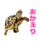 かわいくて使いやすい！ヘルマンリクガメ（個別スタンプ：13）