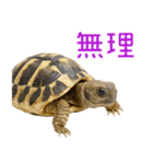 かわいくて使いやすい！ヘルマンリクガメ（個別スタンプ：20）