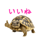 かわいくて使いやすい！ヘルマンリクガメ（個別スタンプ：21）