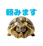 かわいくて使いやすい！ヘルマンリクガメ（個別スタンプ：22）