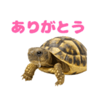 かわいくて使いやすい！ヘルマンリクガメ（個別スタンプ：23）