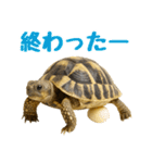 かわいくて使いやすい！ヘルマンリクガメ（個別スタンプ：24）