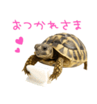 かわいくて使いやすい！ヘルマンリクガメ（個別スタンプ：25）