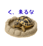 かわいくて使いやすい！ヘルマンリクガメ（個別スタンプ：26）