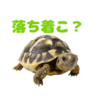 かわいくて使いやすい！ヘルマンリクガメ（個別スタンプ：27）