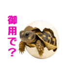 かわいくて使いやすい！ヘルマンリクガメ（個別スタンプ：28）