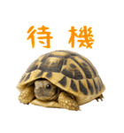 かわいくて使いやすい！ヘルマンリクガメ（個別スタンプ：29）