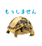 かわいくて使いやすい！ヘルマンリクガメ（個別スタンプ：30）