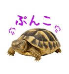 かわいくて使いやすい！ヘルマンリクガメ（個別スタンプ：31）