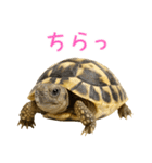 かわいくて使いやすい！ヘルマンリクガメ（個別スタンプ：32）
