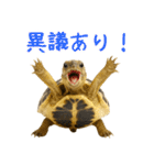 かわいくて使いやすい！ヘルマンリクガメ（個別スタンプ：33）