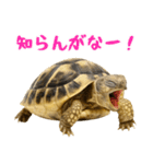 かわいくて使いやすい！ヘルマンリクガメ（個別スタンプ：34）