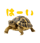 かわいくて使いやすい！ヘルマンリクガメ（個別スタンプ：36）