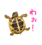 かわいくて使いやすい！ヘルマンリクガメ（個別スタンプ：37）