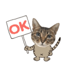 猫のすたんぷ。。。8（個別スタンプ：5）