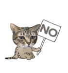 猫のすたんぷ。。。8（個別スタンプ：7）
