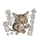 猫のすたんぷ。。。8（個別スタンプ：9）