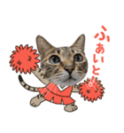 猫のすたんぷ。。。8（個別スタンプ：11）