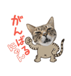 猫のすたんぷ。。。8（個別スタンプ：12）