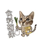 猫のすたんぷ。。。8（個別スタンプ：13）