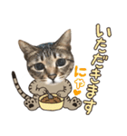 猫のすたんぷ。。。8（個別スタンプ：15）
