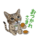 猫のすたんぷ。。。8（個別スタンプ：16）
