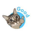猫のすたんぷ。。。8（個別スタンプ：17）