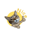 猫のすたんぷ。。。8（個別スタンプ：19）