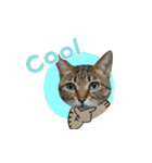 猫のすたんぷ。。。8（個別スタンプ：20）