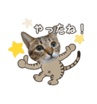 猫のすたんぷ。。。8（個別スタンプ：22）