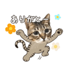 猫のすたんぷ。。。8（個別スタンプ：23）