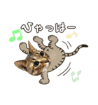 猫のすたんぷ。。。8（個別スタンプ：24）