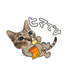 猫のすたんぷ。。。8（個別スタンプ：25）