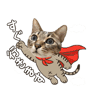 猫のすたんぷ。。。8（個別スタンプ：26）