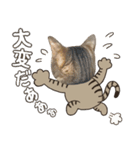 猫のすたんぷ。。。8（個別スタンプ：28）