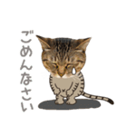 猫のすたんぷ。。。8（個別スタンプ：29）