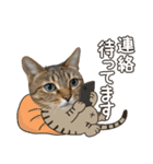 猫のすたんぷ。。。8（個別スタンプ：31）