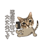 猫のすたんぷ。。。8（個別スタンプ：32）