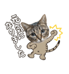 猫のすたんぷ。。。8（個別スタンプ：35）