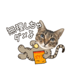 猫のすたんぷ。。。8（個別スタンプ：36）