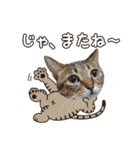 猫のすたんぷ。。。8（個別スタンプ：37）
