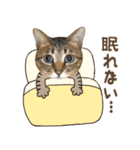 猫のすたんぷ。。。8（個別スタンプ：38）