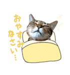 猫のすたんぷ。。。8（個別スタンプ：39）