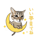 猫のすたんぷ。。。8（個別スタンプ：40）