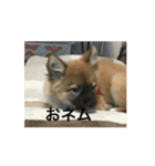 スーちゃんちゃん（個別スタンプ：7）