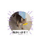 動くにゃるすたんぷ（個別スタンプ：1）