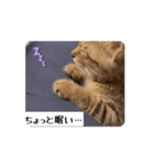動くにゃるすたんぷ（個別スタンプ：4）